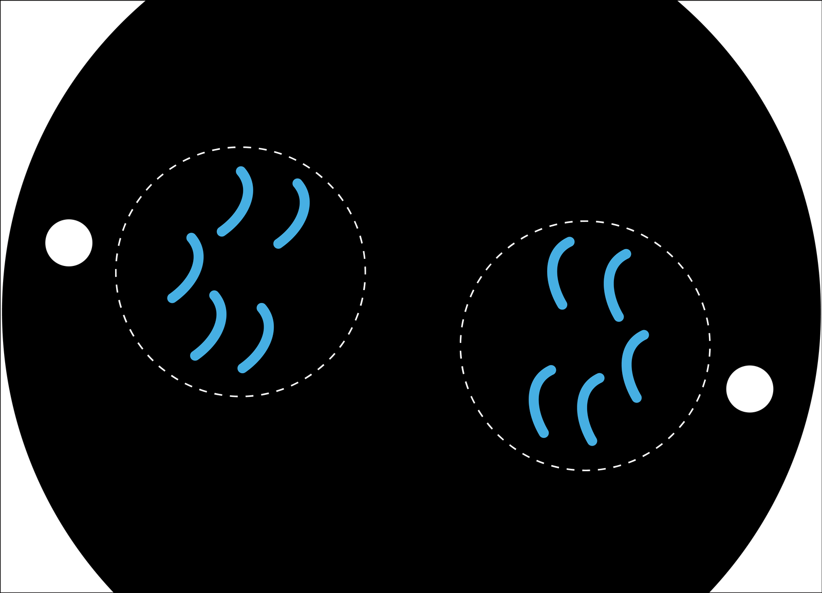 dettaglio sulle cellule che si dividono